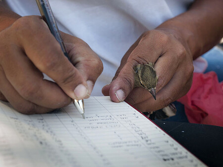 Na snímku je lapená pěnkava obecná a zápis údajů z jejího kroužku.