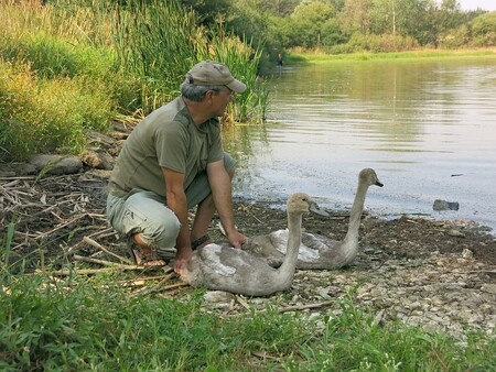 Na pláži Podhradského rybníka v Plumlově napadli dva muži skupinu ornitologů. Stalo se tak při kroužkování labutí, důvodem konfliktu byla zřejmě snaha útočníků ochránit labutě před domnělým týráním. / Ilustrační foto