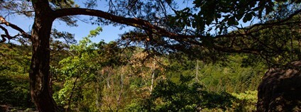 Krušné hory Foto: UJEP