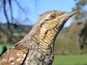 Stromové dutiny hostí také široké spektrum ptačích druhů, např. ohroženého krutihlava obecného.