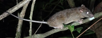 Foto: Oliver Wearn London Imperial College