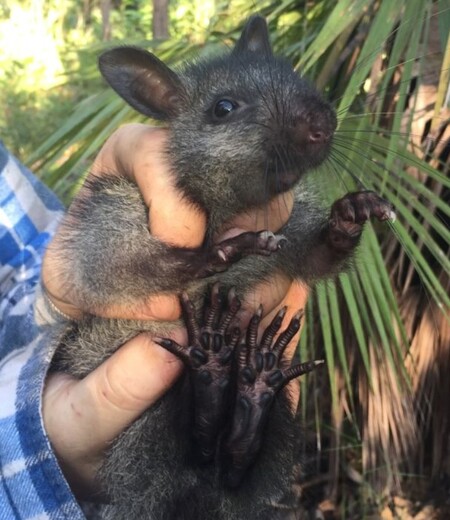 Krysa černonohá (na obrázku) byla naposledy spatřena v roce 1987, ale poté se předpokládalo, že ji vyhubily lesní požáry, toulavé kočky a lidské aktivity. Vzácnou krysu se podařilo objevit v Západní Austrálii.