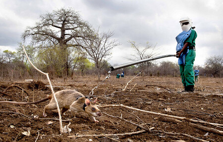 Nestává se často, že by krysy byly stavěny do role kladných hrdinů. Zvlášť když si představíte, že mozambické krysy obrovské mohou vážit 2,5 kilogramu a mít na délku i s ocáskem až 80 centimetrů.
