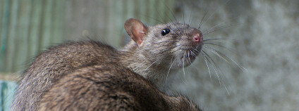 foto: Heiko Kiera / Shutterstock