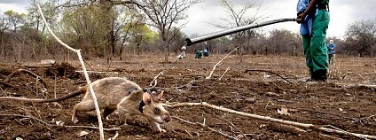 Foto: APOPO's HeroRATs / Flickr