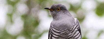 Kukačka obecná Foto: Ron Knight Flickr