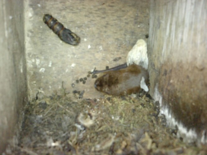 Netopýr a kukla motýla v ptačí budce.