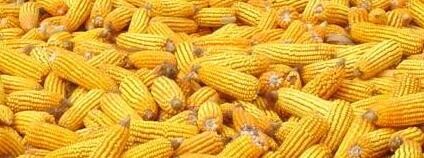 Kukuřice. Foto: Pratheepps / Wikipedia.org