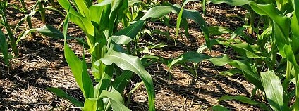 kukuřice pole Foto: Chesapeake Bay Program Flickr