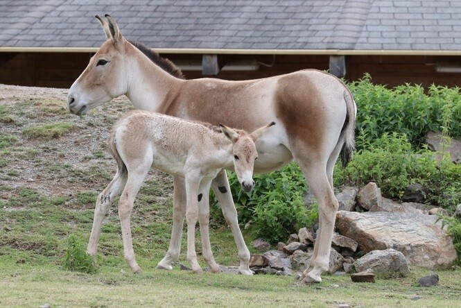 Divoký osel kulan v zoo Plzeň.