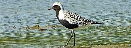 Kulík bledý Foto: Milan Dvorský