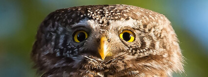 Kulíšek nejmenší Foto: Jarkko Järvinend Flickr