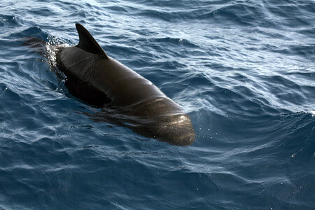 Tato skupina migrovala k Faerským ostrovům, kde se kulohlavci rozmnožují a krmí. Ilustrační obrázek