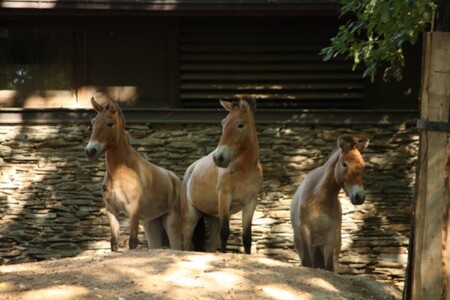 Koně Převalského objevil v 19. století v Mongolsku ruský cestovatel Nikolaj Prževalskij. Podle Mezinárodní unie na ochranu přírody tito koně, které člověk nikdy nedomestikoval, kdysi obývali euroasijskou step od Číny po Ukrajinu. Ve volné přírodě byl kůň Převalského, poslední divoký kůň vůbec, vyhuben před 40 lety. Dnes je na světě asi 2000 kusů, většina z nich v zoologických zahradách. V Česku je chovají zoo v Praze, Brně, Olomouci a Chomutově. / Na fotu koně Převalského v ZOO Liberec.