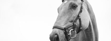 Kůň Foto: Kirsten LaChance Unsplash