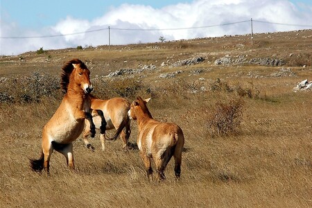 Celkem žije ve třech lokalitách v Mongolsku zhruba pět stovek koní Převalského