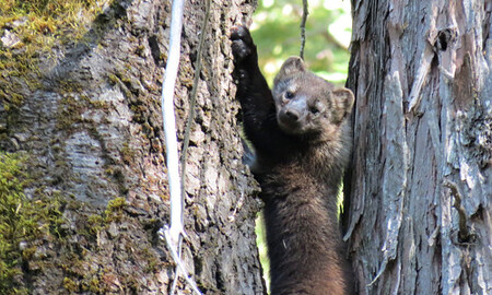 Plachým kunám rybářským pěstování marihuany rozhodně neprospívá.