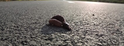 Foto: Karel Zvářal