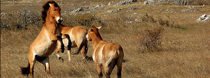 Kůň Převalského Foto: Böltürük (Trondheim) / Flickr