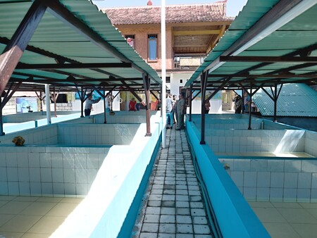 V centru budou zabavené nebo zraněné želvy ošetřeny a očipovány a následně je pracovníci vypustí na svobodu