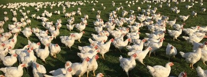 Kuřata na farmě Foto: Střítežské fojtství