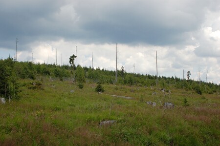 Zatímco tady se kácelo