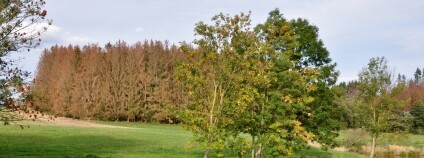 Foto:  Jan Řezáč / VÚLHM