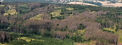 Foto:  Výzkumný ústav lesního hospodářství a myslivosti