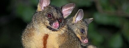 Kusu liščí Foto: Bryce McQuillan Wikimedia Commons