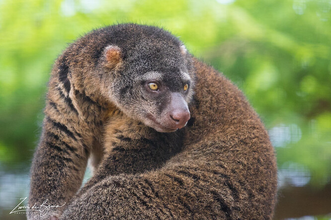 Kuskusové medvědí, kteří i přes své jméno nemají s opravdovými medvědy nic společného, se většinou drží v ústraní a ve Vratislavi k nim může jen několik vybraných chovatelů - a žádní návštěvníci zoologické zahrady. Ilustrační foto