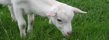 Kůzle Foto: Naoko Takano Flickr.com