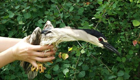 Pro dospělého kvakoše se záchranáři vydali v sobotu 4. června do Stromovky. "Byl zamotaný ve vlasci, promočený a vysílený," popsala Fišerová. S pomocí ošetřovatelů se pták vlasce zbavil a po necelém týdnu odpočinku v záchranné stanici mohl být vypuštěn zpět do Stromovky.