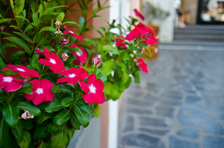 Radnice v Zábřehu na Šumpersku vyhlásila soutěž o nejkrásnější předzahrádku, balkon a okna. / Ilustrační foto