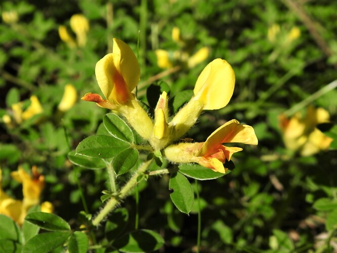 Hledači geocachingu chodí například do pískovny Hroznějovice na Českobudějovicku. Vědci a ochranáři tam letos objevili čtyři druhy rostlin, které patří do červeného seznamu ohrožených druhů. Jedním z nich je čilimník nízký.