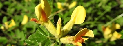 Čilimník nízký Foto: Calla