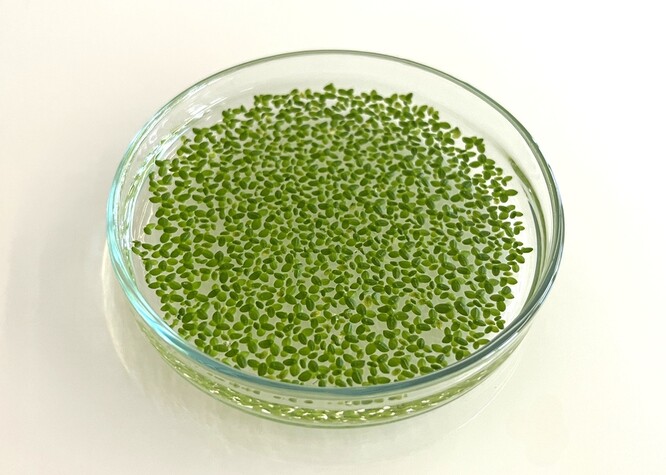 V případě okřehku se podle studií ukázalo, že může produkovat až šestkrát více bílkovin na hektar než globálně a masivně pěstovaná sója.