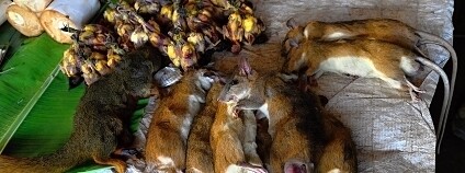 Foto: Miroslav Bobek / Zoo Praha