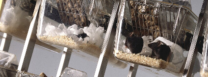 myši v laboratoři Foto: www.understandinganimalresearch.org.uk Flickr