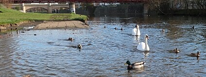 Labuťák přezdívaný trenér se svou partnerkou na řece Mži Foto: DESOP