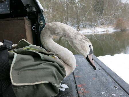 Ke zvířatům, která by přimrzla třeba na vodní hladině, ještě ochránce přírody z Pavlova tuto zimu nikdo nevolal. Když je pták hodně oslabený a přijdou tuhé mrazy, může přimrznout, ale to se stává zřídka. Ptáci ale mohou uhynout kvůli vysílení, pokud neseženou dost potravy, protože v mrazech mají větší spotřebu energie. / Na ilustračním fotu labuť na zamrzajícím rybníku