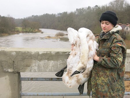 S rozmary počasí nemají volně žijící druhy ptáků žádný problém. Dokáží velmi rychle a operativně na tyto přírodní události zareagovat. S čím se však vyrovnat nedokáží, jsou naše lidské a civilizační nástrahy, kterých je všude kolem nás čím dál více