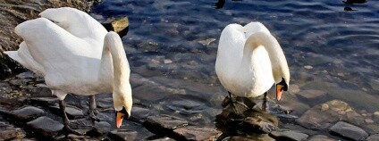 Labutě Foto: Burak Demirci / Flickr