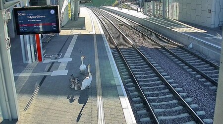 Vidíte? Pěkně čekají před žlutým pruhem.