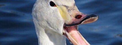 foto: Jan Studecký / Birds.cz