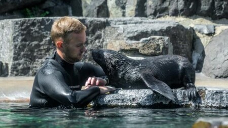 V lachtaní expozici pražské zoo nahradí Mamuta mládě (na obrázku), které se narodilo na konci května a od pondělí je k vidění v bazénu vždy mezi 12. a 13. hodinou.