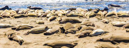 Lachtani Lachtani na kalifornském pobřeží Foto: Filipe Frazao / Shutterstock