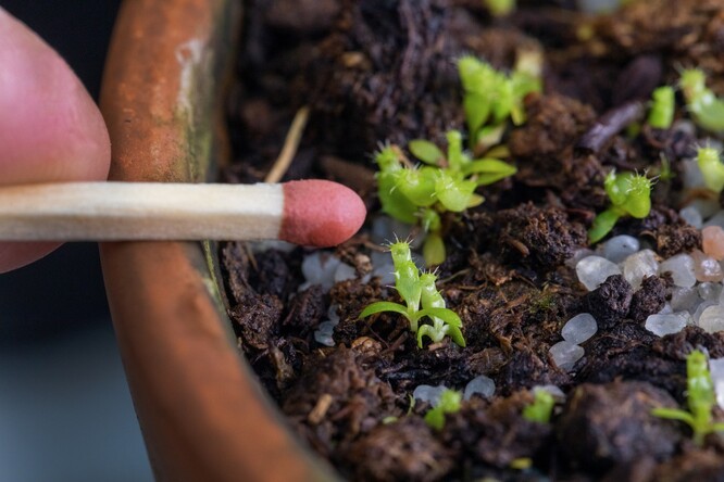 Láčkovky uťaté jsou dvoudomé rostliny, proto je k jejich rozmnožení zapotřebí mít kvetoucí samčí i samičí rostlinu. Zahrada jimi disponuje od roku 2003. Květenství však vytvořily současně až loni.