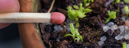 V pražské botanické zahradě vykvetla vzácná masožravá rostlina láčkovka uťatá Foto: botanicka.cz