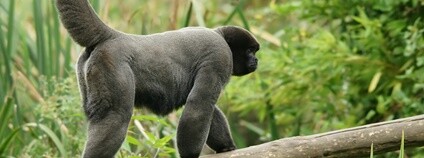 Chápan vlnatý (Lagothrix lagotricha) Foto: Hans Hillewaert Flickr.com