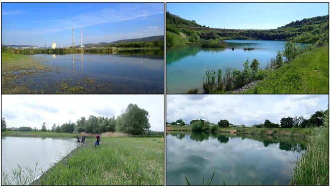 Odkalovací nádrže popílku a zatopené těžebny – tyto lokality si jsou kupodivu velmi podobné vysokou biologickou rozmanitostí.